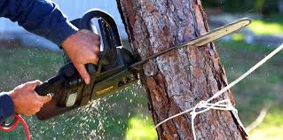 Leaf Removal in Delft Colony, CA